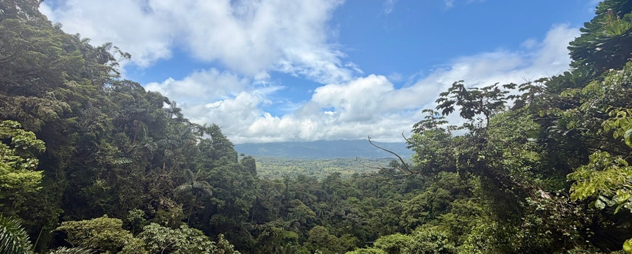 Costa Rica forest